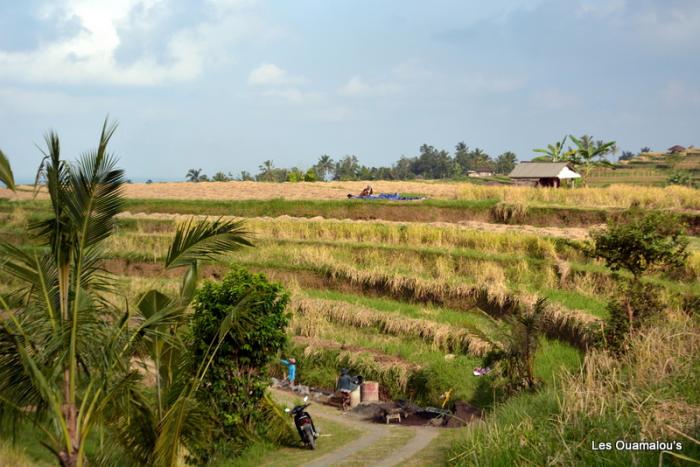 Les rizières de Jatiluwih