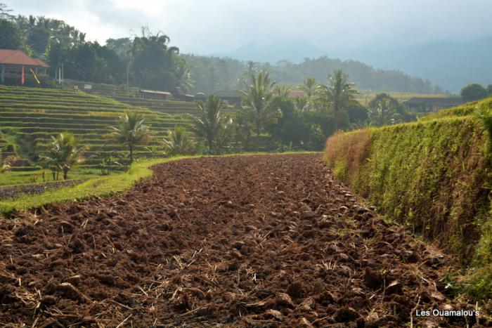 Les rizières de Jatiluwih