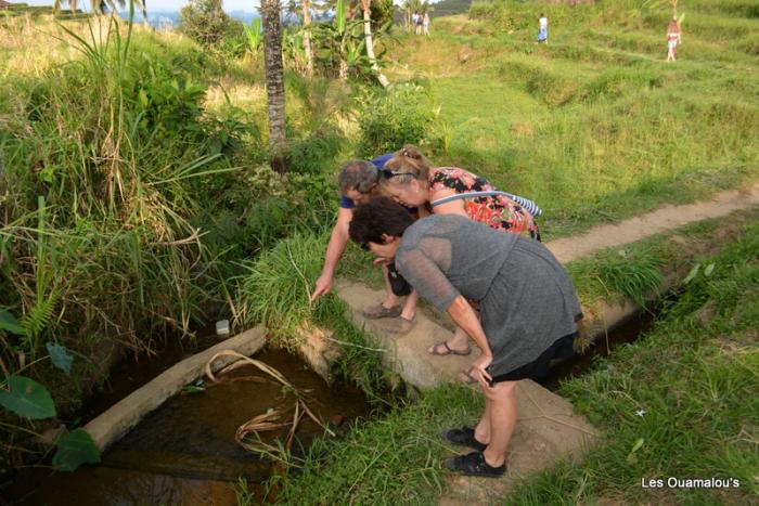 Les rizières de Jatiluwih