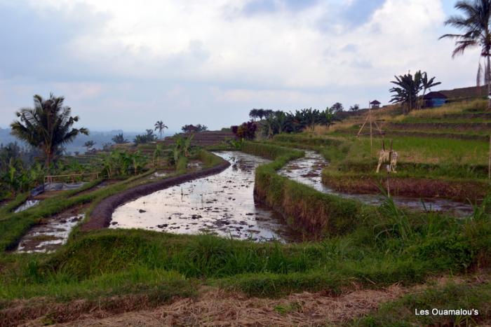 Les rizières de Jatiluwih