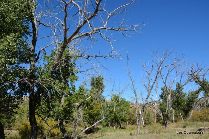 Palo Duro Canyon