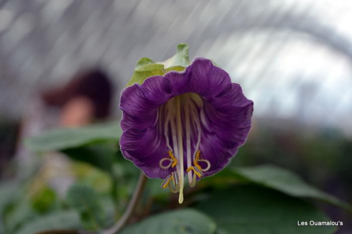 Singapour - Gardens by the Bay