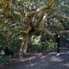 Whangarei Falls