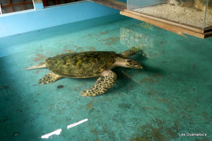 Plongée à Pulau Menjangan