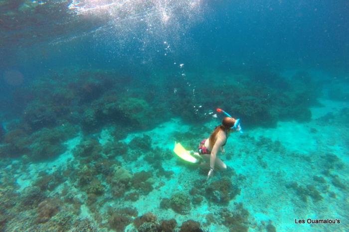 Plongée à Pulau Menjangan