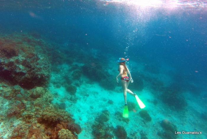 Plongée à Pulau Menjangan