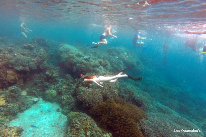 Plongée à Pulau Menjangan