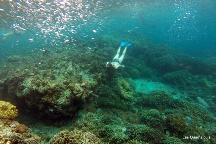 Plongée à Pulau Menjangan