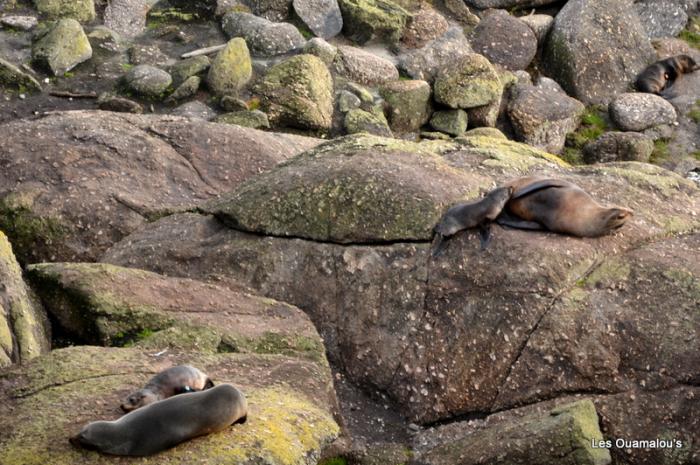 Rencontre avec des lions de mer