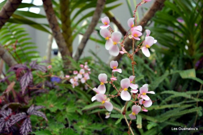 Singapour - Gardens by the Bay