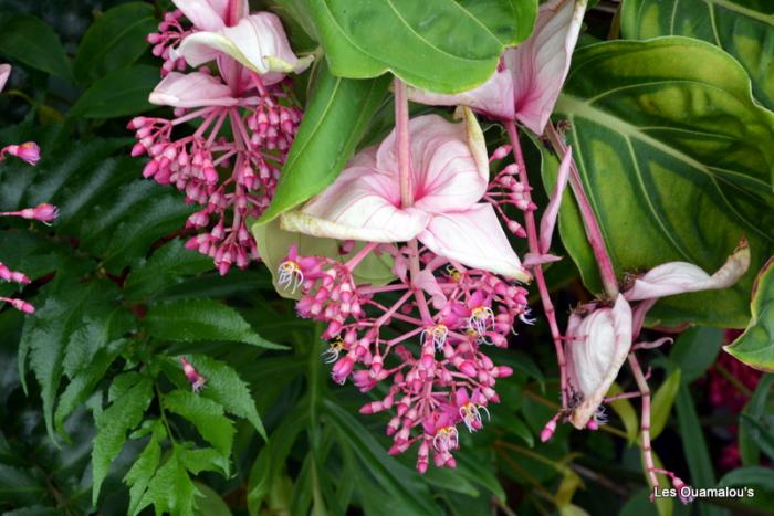 Singapour - Gardens by the Bay