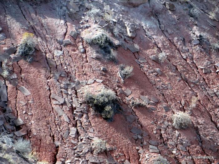 Painted Desert