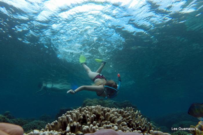 Plongée à Pulau Menjangan