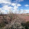 Painted Desert