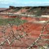 Painted Desert