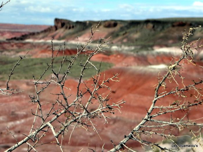 Painted Desert