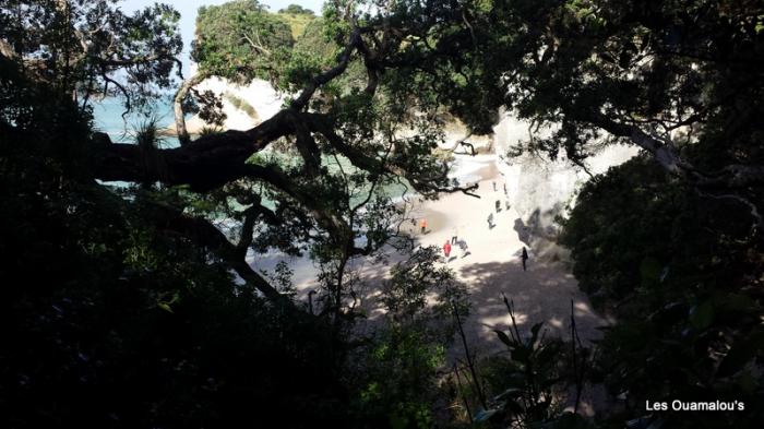 Cathedral Cove