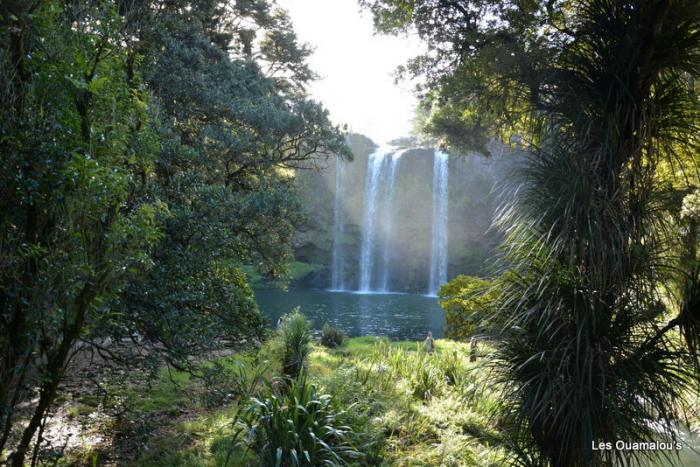 Whangarei Falls