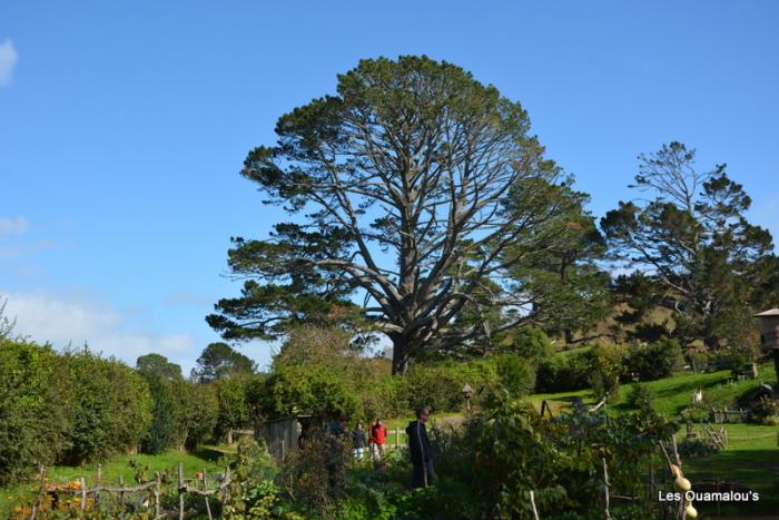 Hobbiton