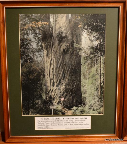 Kauri museum à Matakohe