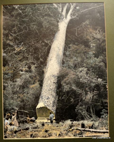 Kauri museum à Matakohe