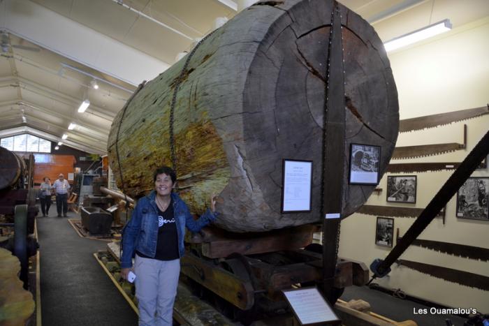 Kauri museum à Matakohe