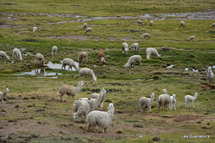 Balade à Salinas y Aguada Blanca (Altitude > 4000 mètres)