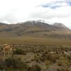 Balade à Salinas y Aguada Blanca (Altitude > 4000 mètres)