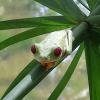 Grenouille aux yeux rouges (Agalychnis callidryas)