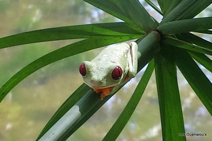 Grenouille aux yeux rouges (Agalychnis callidryas)