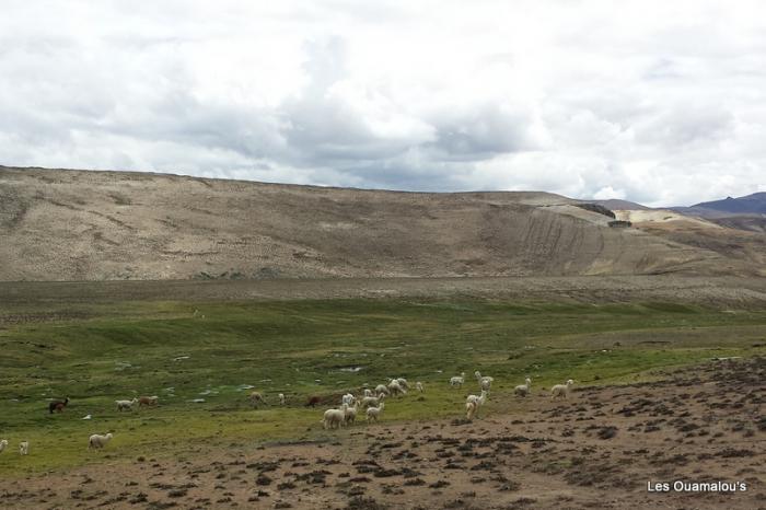 Balade à Salinas y Aguada Blanca (Altitude > 4000 mètres)