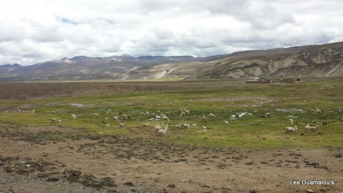 Balade à Salinas y Aguada Blanca (Altitude > 4000 mètres)