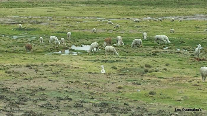 Balade à Salinas y Aguada Blanca (Altitude > 4000 mètres)