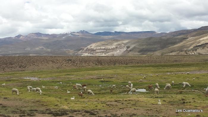 Balade à Salinas y Aguada Blanca (Altitude > 4000 mètres)