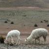 Balade à Salinas y Aguada Blanca (Altitude > 4000 mètres)