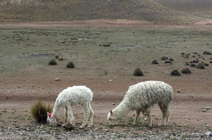 Balade à Salinas y Aguada Blanca (Altitude > 4000 mètres)