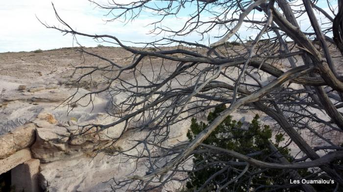 Painted Desert