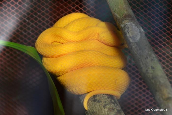 Serpent Amarillo - Vénimeux