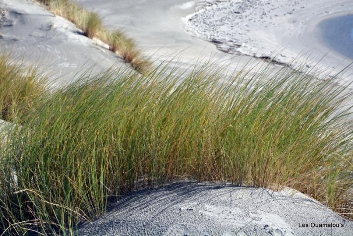 Wharakiri beach