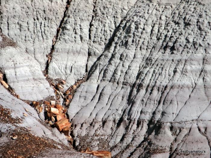 Petrified Forest National Park