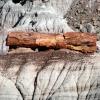 Petrified Forest National Park