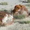 Petrified Forest