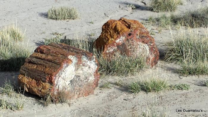 Petrified Forest