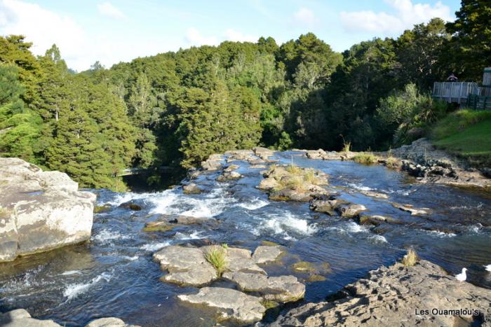 Whangarei Falls