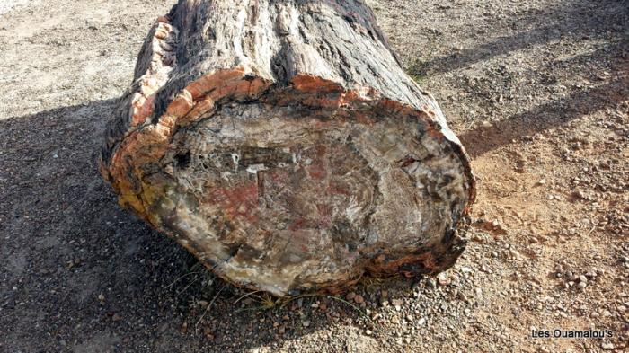 Petrified Forest