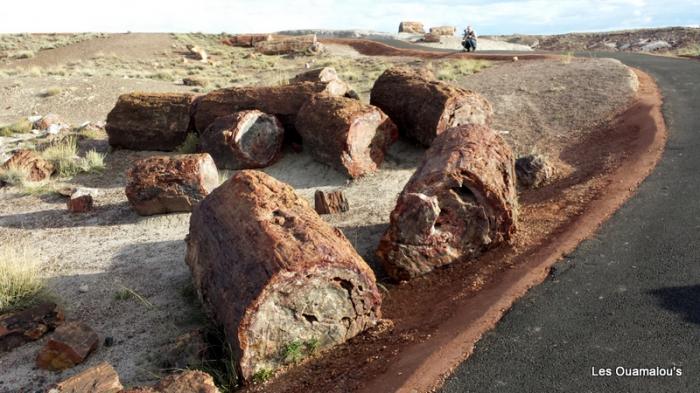 Petrified Forest