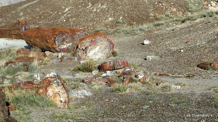 Petrified Forest