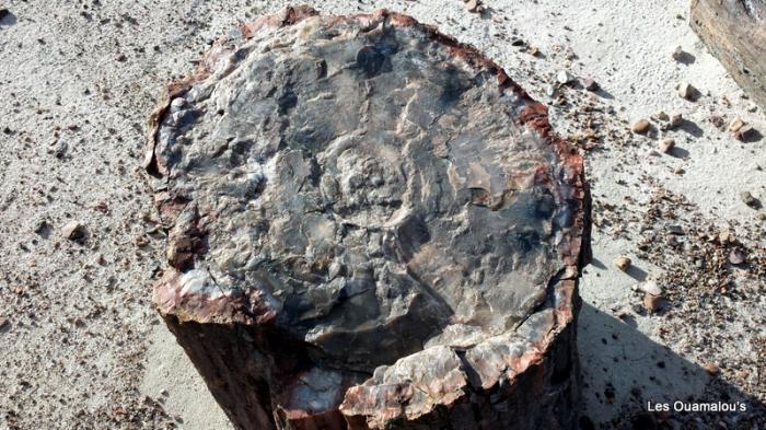 Petrified Forest