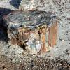 Petrified Forest