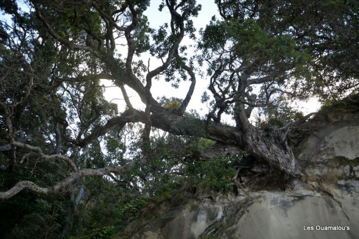 Cathedral Cove